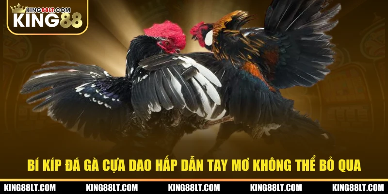 Bí kíp đá gà cựa dao hấp dẫn tay mơ không thể bỏ qua