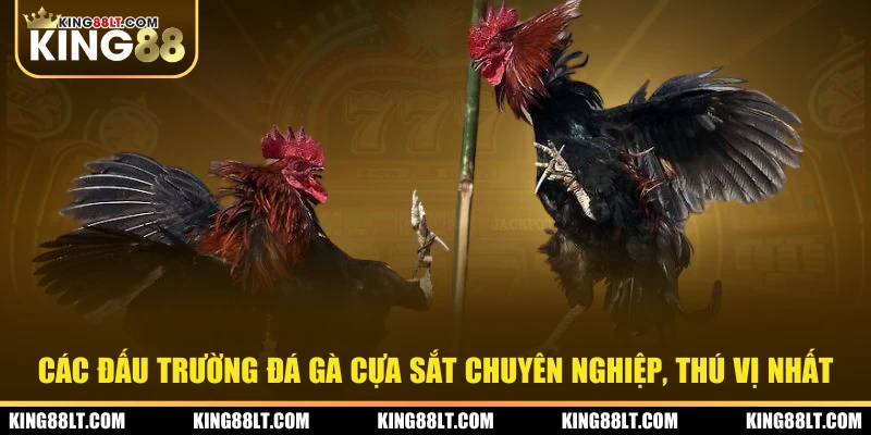 Các đấu trường đá gà cựa sắt chuyên nghiệp, thú vị nhất